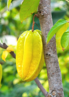 Large star fruit 'Kari' tree in burlap pot by Sow Exotic, showcasing lush green foliage and star-shaped fruit on a tropical tree.