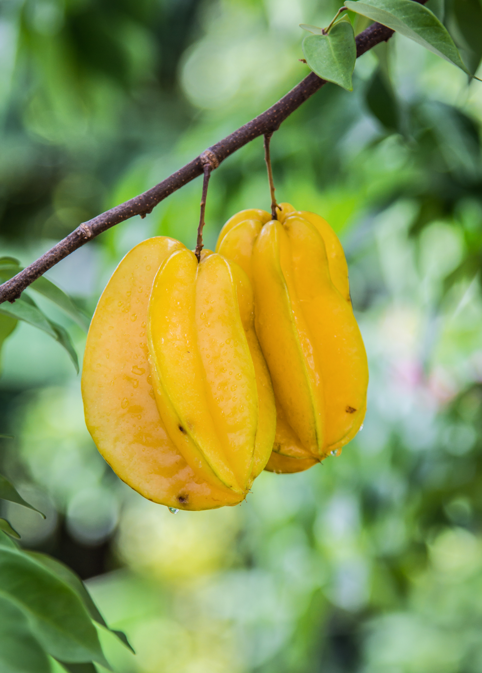 Large potted Star Fruit 'Lara' (Averrhoa carambola) tropical fruit tree by Sow Exotic in a burlap pot.