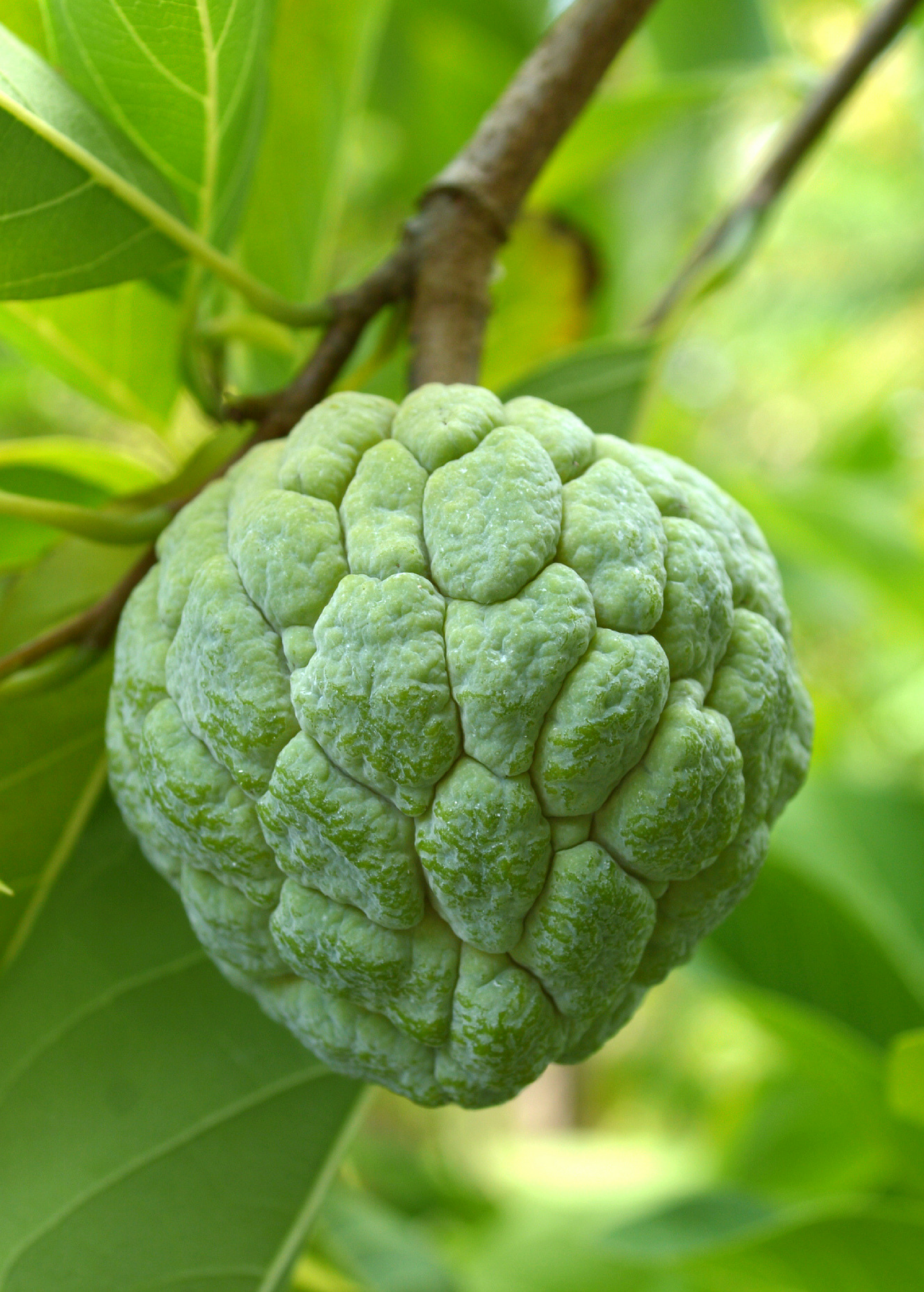 Large Sow Exotic Sugar Apple 'Na Dai' tropical fruit tree in burlap pot, featuring lush green foliage and developing fruit.