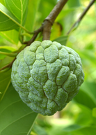 Large Sow Exotic Sugar Apple 'Na Dai' tropical fruit tree in burlap pot, featuring lush green foliage and developing fruit.