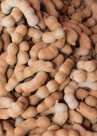 Large tamarind 'Thai Sweet' tropical fruit tree in burlap pot by Sow Exotic, showcasing lush green foliage and healthy branches.