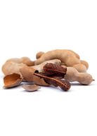 Large burlap-pot Tamarind 'Thai Sweet' tropical fruit tree by Sow Exotic, showing lush green foliage and healthy growth.