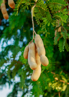 Large Tamarind 'Thai Sweet' tropical fruit tree in burlap pot by Sow Exotic, showcasing lush green foliage and mature growth
