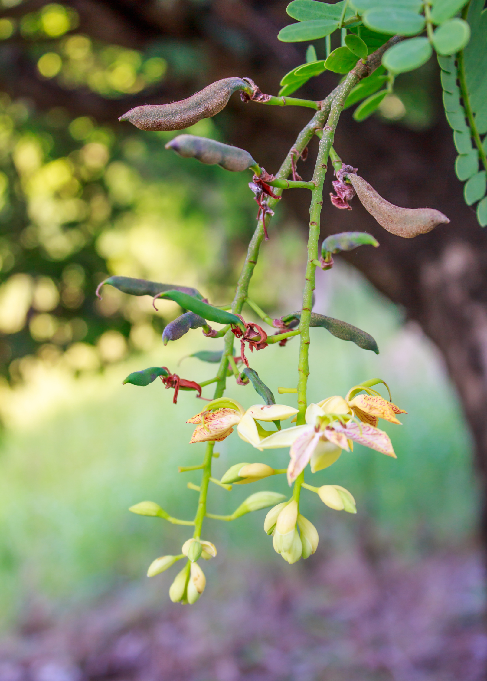 Large Tamarind 'Thai Sweet' tropical fruit tree in burlap pot by Sow Exotic, featuring lush green foliage and mature Tamarindus indica branches.