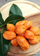 Large nursery pot of Sow Exotic Jackfruit ‘Orange Crush’ tree, tropical fruit tree with lush green foliage, 3-4 ft tall.