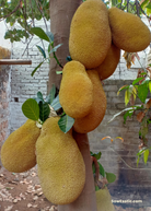 Large nursery pot with a 3-4 ft Jackfruit ‘Orange Crush’ tropical fruit tree by Sow Exotic, showing healthy green foliage.