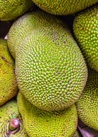 Large nursery pot with a 3-4 ft Jackfruit 'Orange Crush' tropical fruit tree by Sow Exotic, featuring lush green foliage.