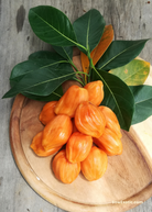 Large nursery pot of Sow Exotic Jackfruit ‘Orange Crush’ tropical fruit tree, featuring lush green leaves and healthy growth.