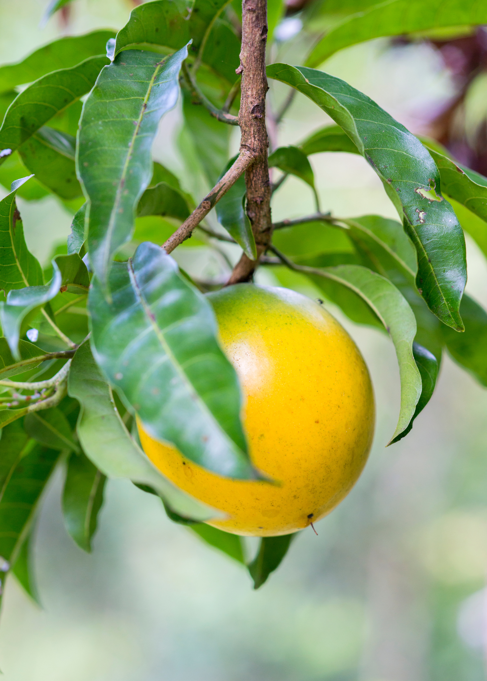 Large Sow Exotic Abiu tropical fruit tree in nursery pot, Pouteria caimito, healthy green foliage suitable for planting.