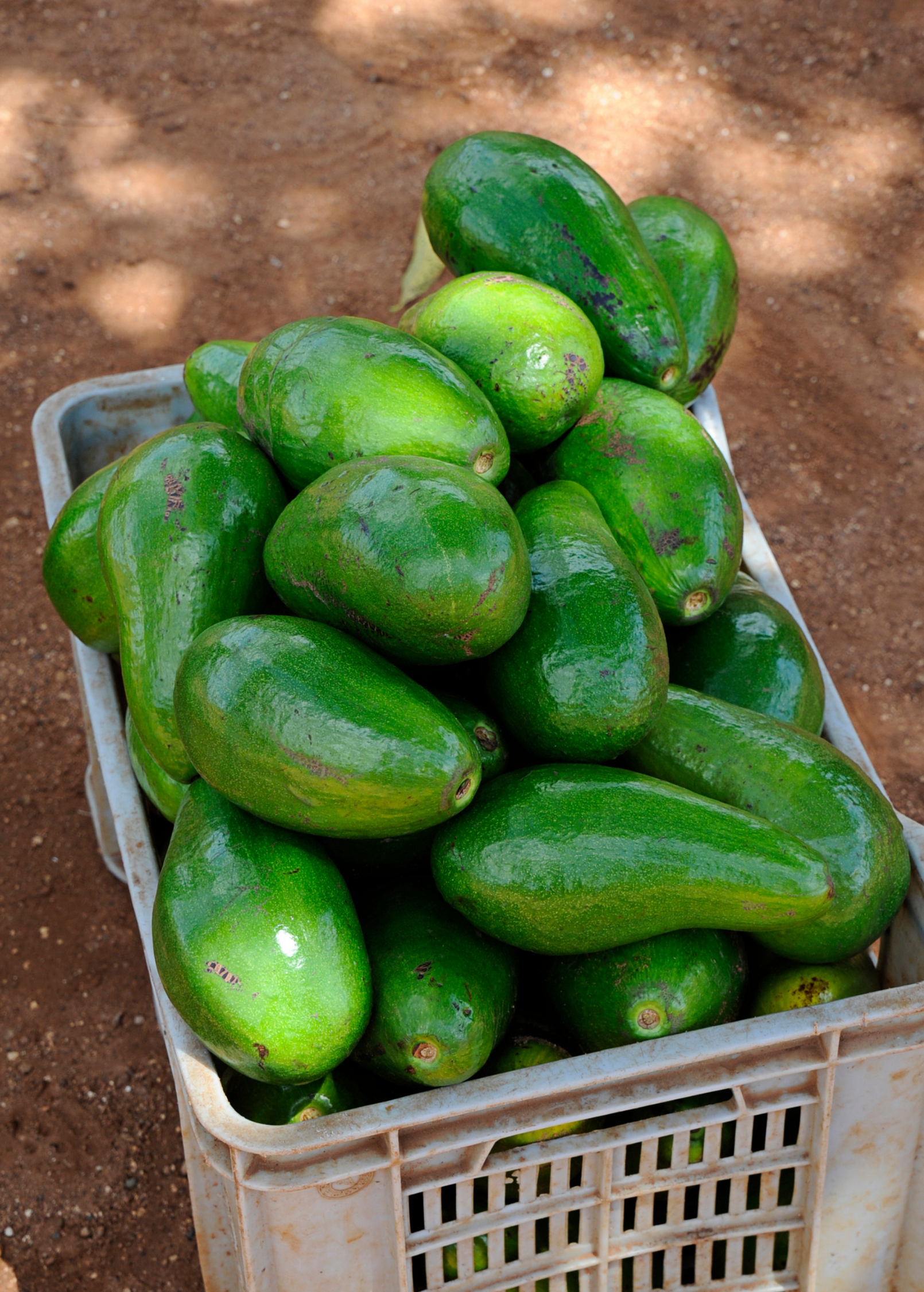 Large nursery pot with a healthy Avocado 'Choquette' tropical fruit tree, Persia americana variety, from Sow Exotic.