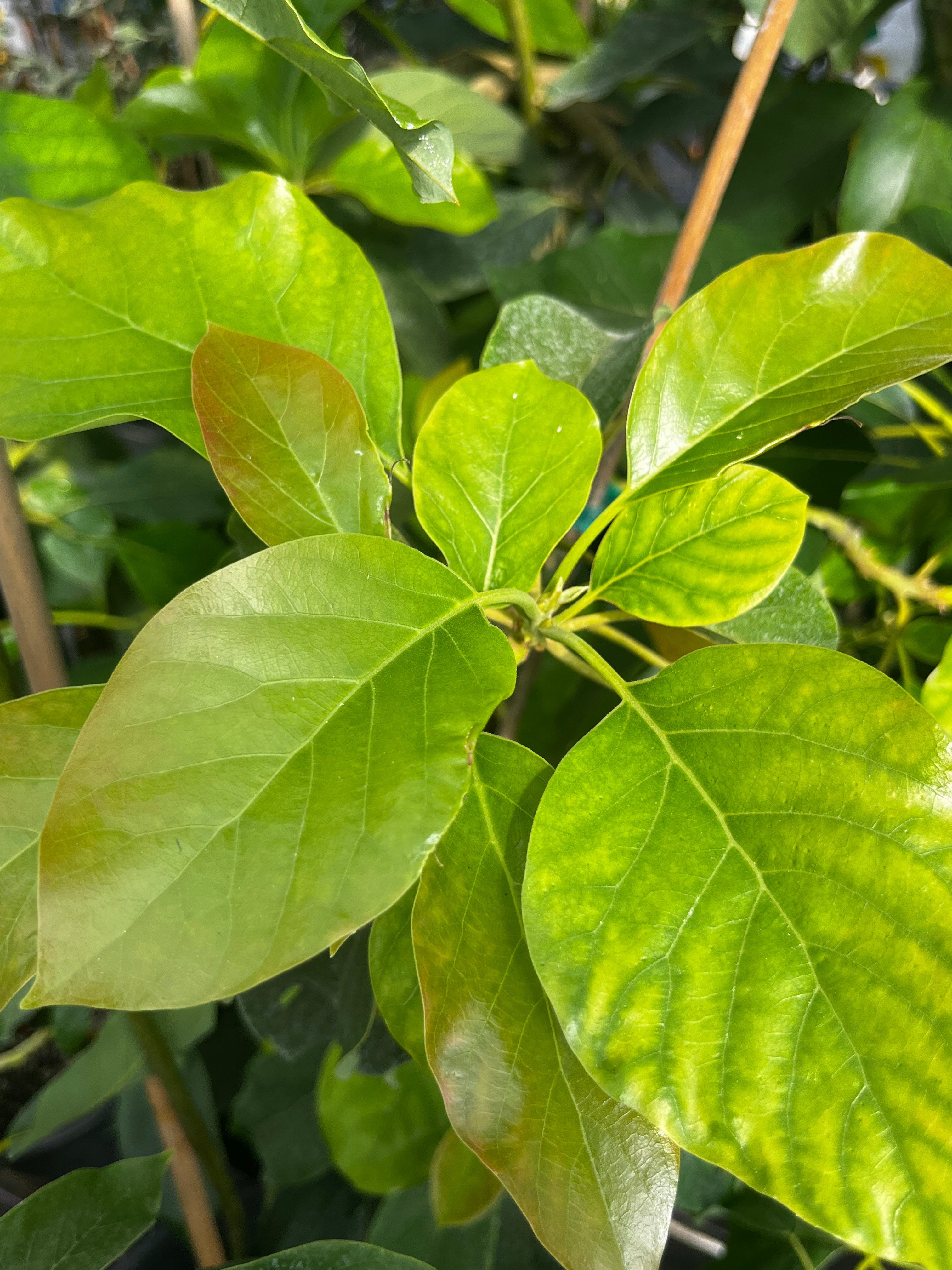 Large nursery pot with Sow Exotic Avocado 'Choquette' tropical fruit tree, showing lush green foliage and young branching.