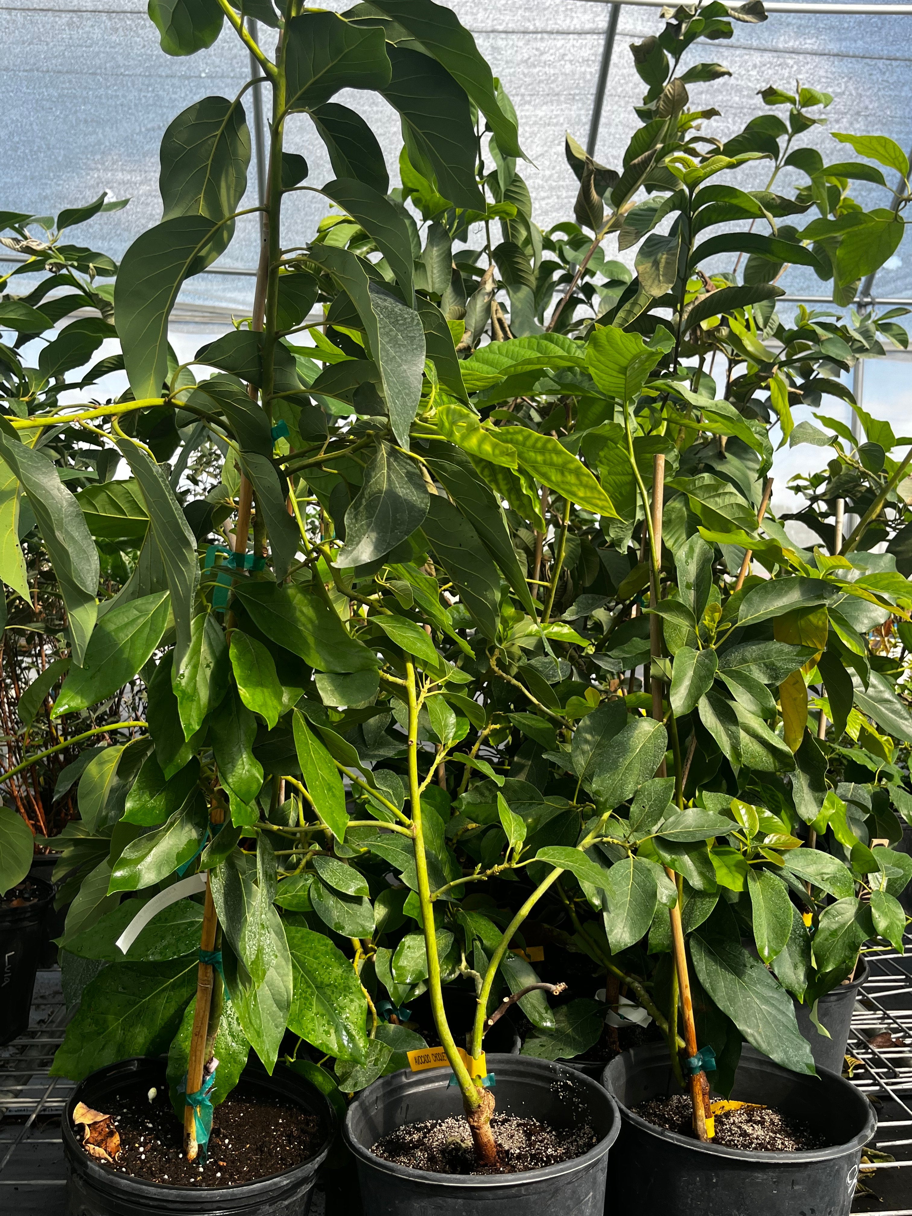 Large nursery pot with healthy Avocado 'Choquette' tree, a Persia americana tropical fruit tree by Sow Exotic.