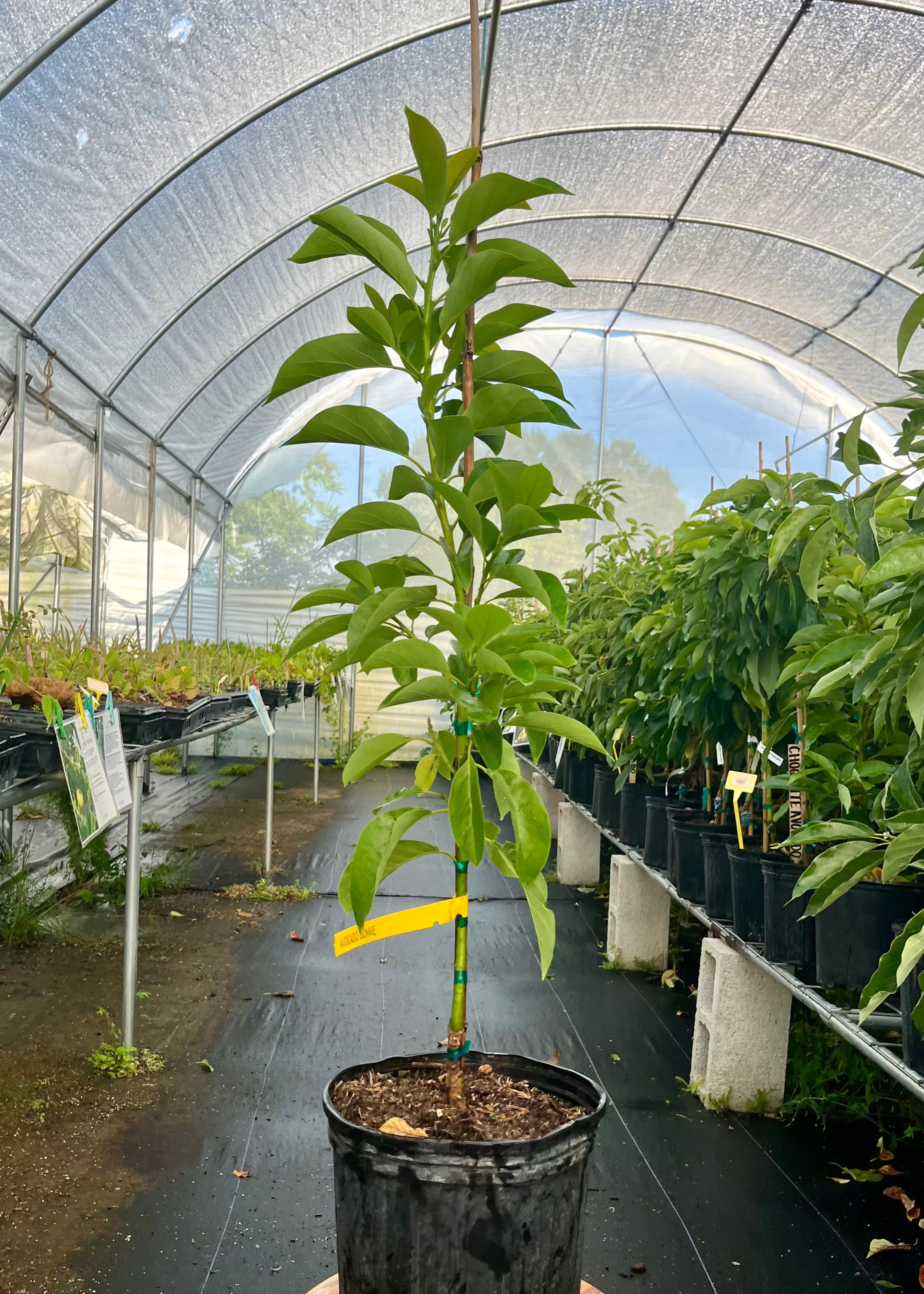 Large nursery pot of Sow Exotic Avocado 'Donnie', a Persia americana tropical fruit tree with lush green leaves.