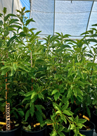Large nursery pot with a healthy Avocado 'Mexicola' tropical fruit tree from Sow Exotic, showing lush green foliage.