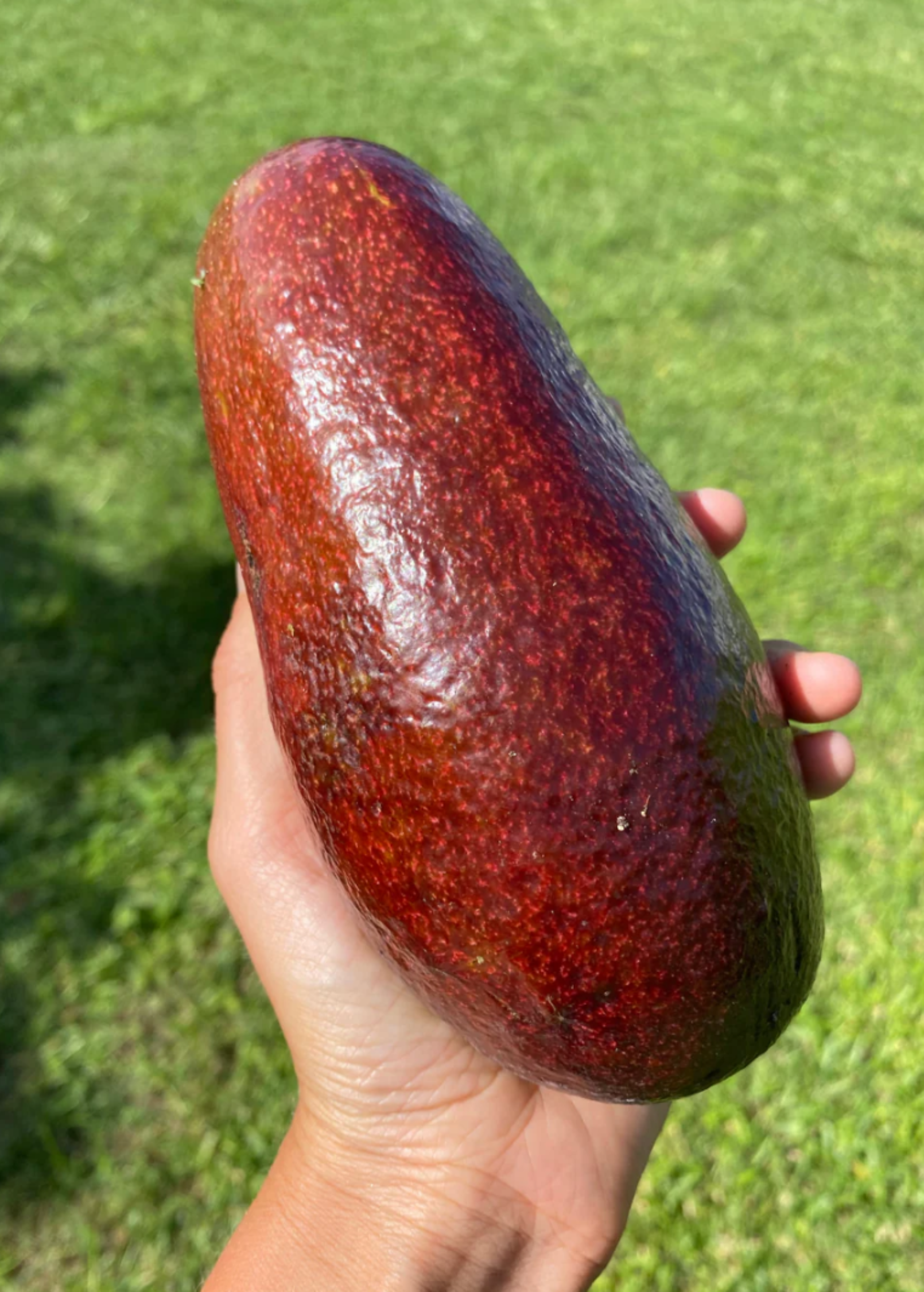 Large nursery pot of Sow Exotic Thompson's Red avocado tree, Persia americana tropical fruit tree with lush green foliage.