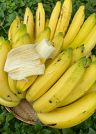 Large nursery pot of Sow Exotic Banana 'Gros Michel' tropical fruit tree with lush green foliage in a nursery setting.