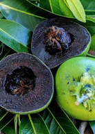 Large nursery pot of Black Sapote ‘Maher’ tropical fruit tree by Sow Exotic, showing lush green foliage and healthy branches.