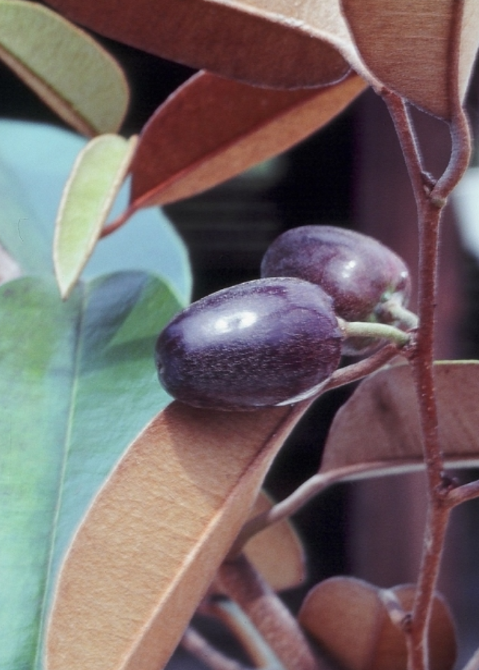 Large nursery pot with Caimitito satin leaf tropical fruit tree, Chrysophyllum oliviforme, showcasing lush green leaves and healthy growth.
