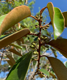 Large nursery pot of Sow Exotic Caimitito Satin Leaf tropical fruit tree with lush green leaves and young branches.