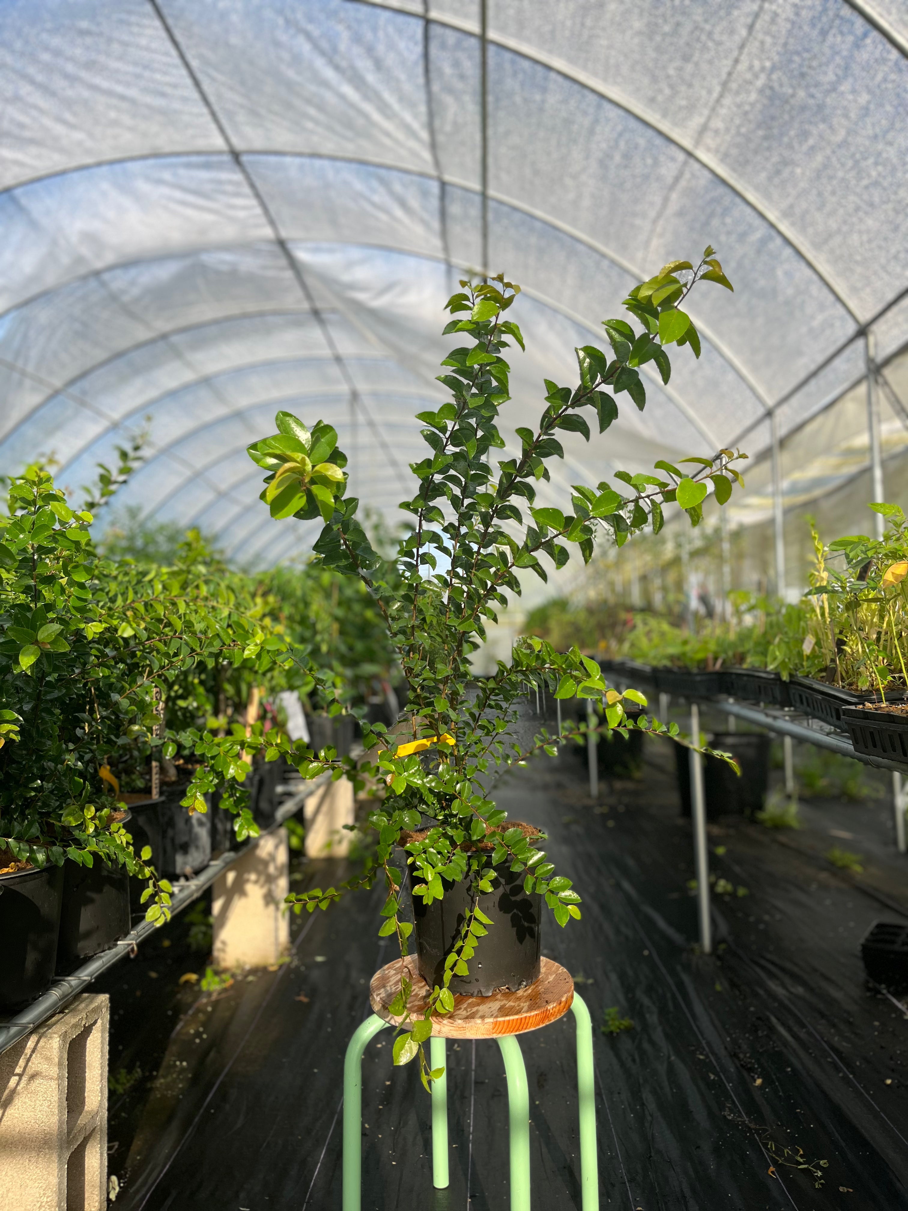 Large nursery pot of Sow Exotic Governor’s Plum (Flacourtia rukam) tropical fruit tree with lush green foliage and healthy branches.