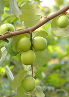 Large nursery pot of Sow Exotic Indian Jujube tropical fruit tree with lush green leaves and healthy branches.