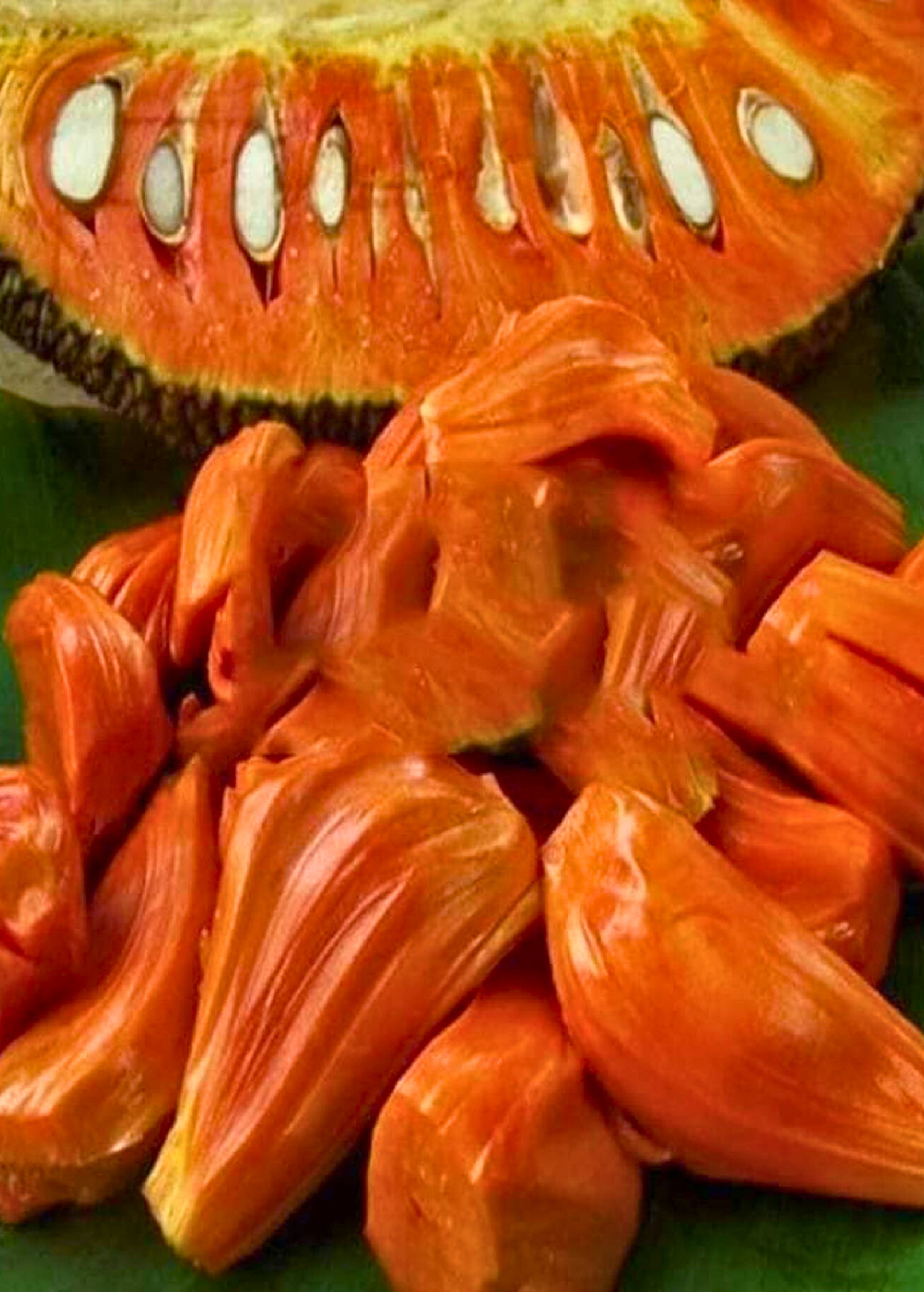 Large nursery pot of Sow Exotic Jackfruit 'Borneo' tropical fruit tree with lush green foliage in a nursery setting.
