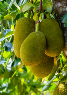 Large nursery pot of Sow Exotic Jackfruit 'Cheena' tropical fruit tree with lush green foliage and sturdy trunk.