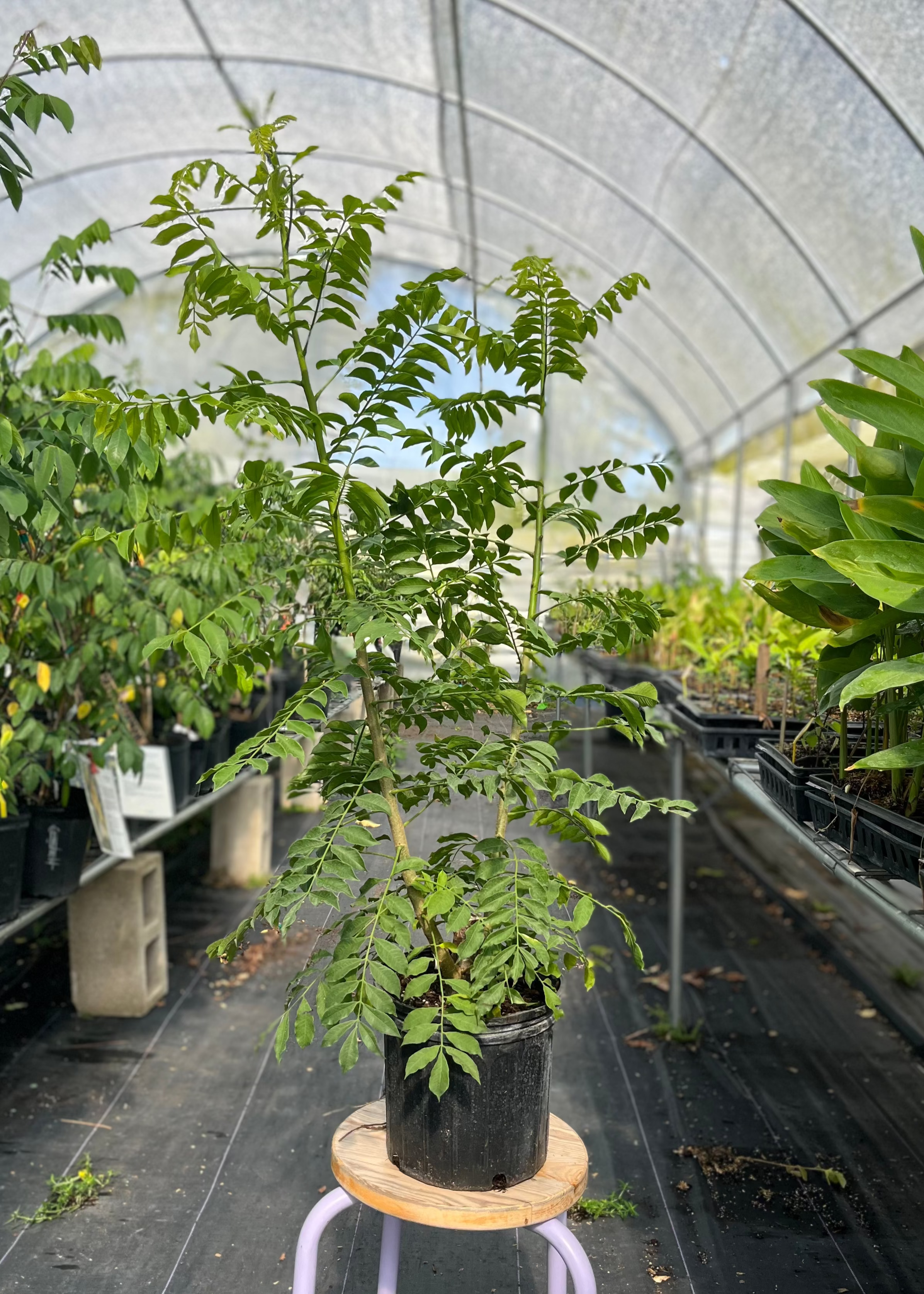Large nursery pot with a yellow Jocote tropical fruit tree, Spondias Mombin, by Sow Exotic, ready for planting.