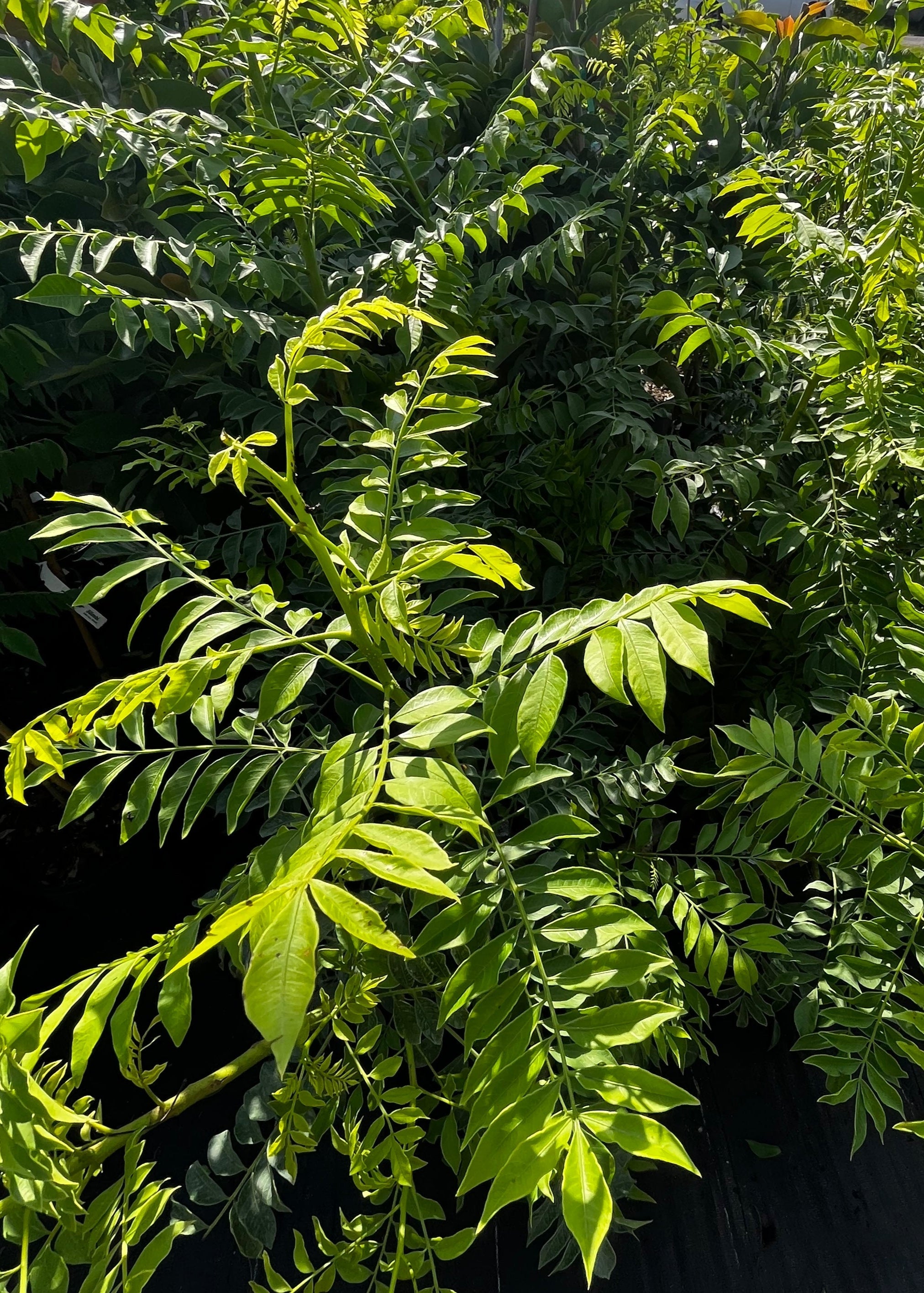 Yellow Jocote tropical fruit tree in a large nursery pot, showing lush green leaves and vibrant yellow fruit, by Sow Exotic.