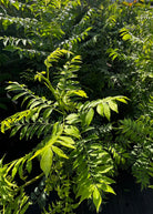 Yellow Jocote tropical fruit tree in a large nursery pot, showing lush green leaves and vibrant yellow fruit, by Sow Exotic.