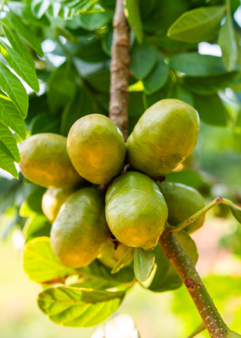 Yellow Jocote tropical fruit tree in large nursery pot by Sow Exotic, showcasing lush foliage and healthy growth.