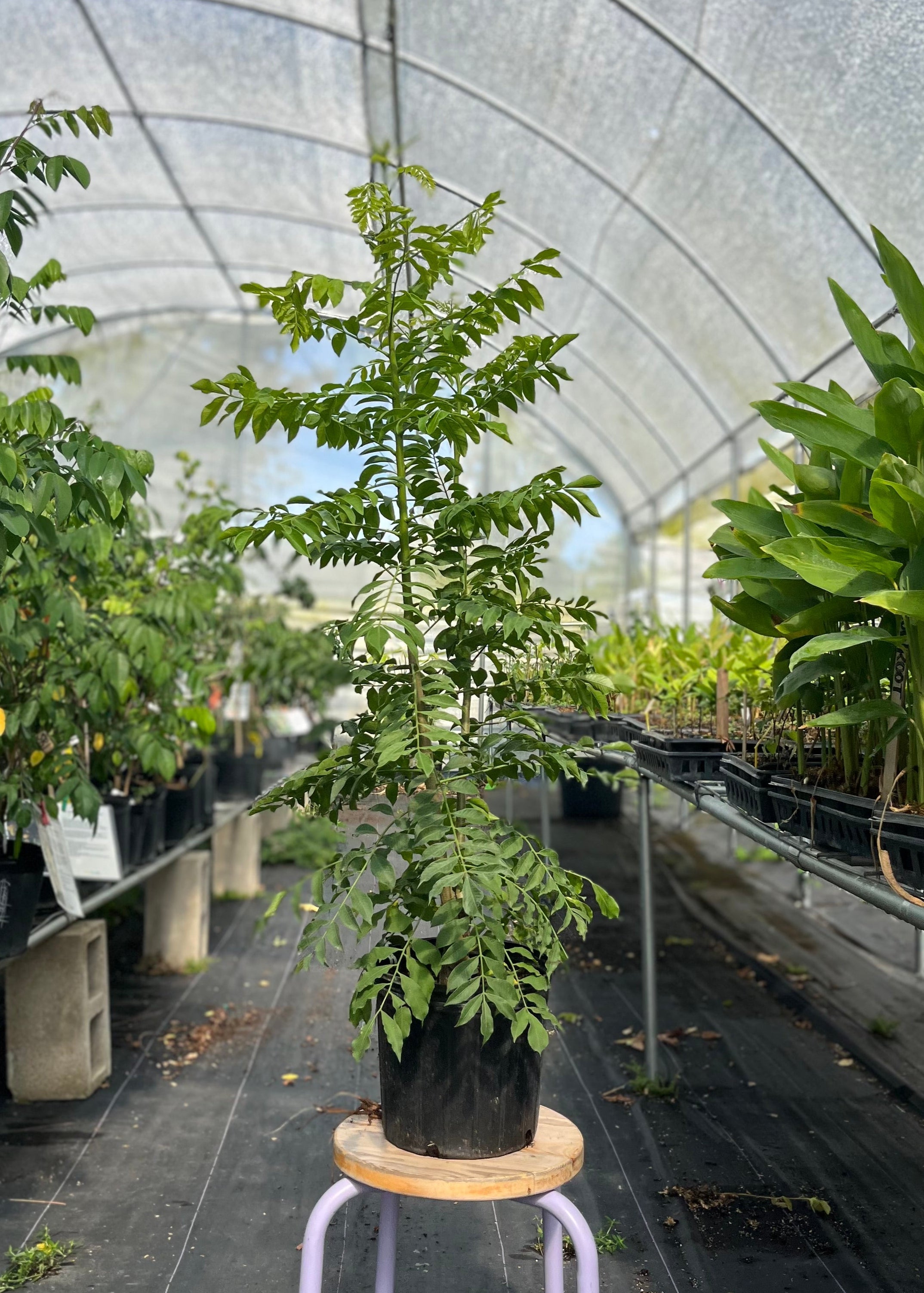 Yellow Jocote tropical fruit tree in large nursery pot, showcasing lush green foliage and vibrant yellow fruit, by Sow Exotic.