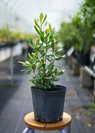 Large nursery pot of Lemon Bay Rum tropical fruit tree by Sow Exotic, featuring lush green foliage and a healthy growth habit.