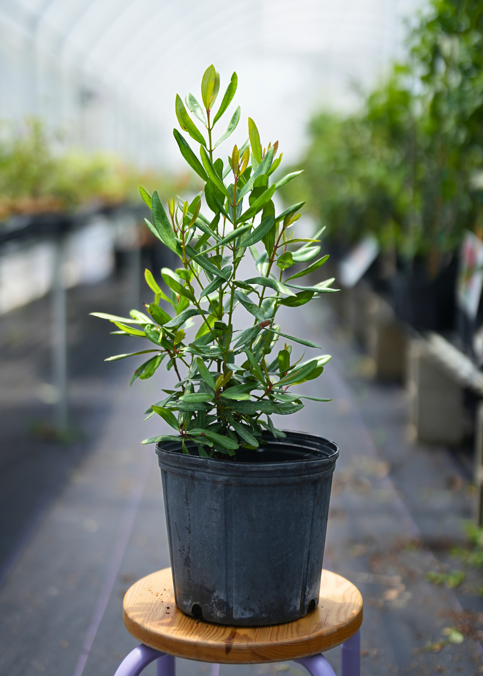 Large nursery pot of Lemon Bay Rum tropical fruit tree by Sow Exotic, featuring lush green foliage and a healthy growth habit.