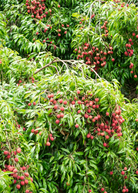 Large nursery pot of Sow Exotic Lychee 'Brewster' tropical fruit tree with lush green foliage and healthy branches.