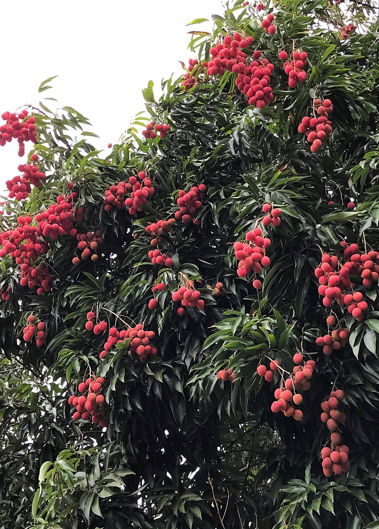 Large nursery pot of Sow Exotic Lychee 'Mauritius' tropical fruit tree with lush green foliage in a nursery setting.