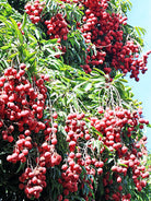 Large nursery pot with Lychee 'Mauritius' tropical fruit tree, showing lush green foliage and healthy growth.