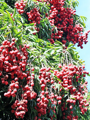 Large nursery pot with Lychee 'Mauritius' tropical fruit tree, showing lush green foliage and healthy growth.