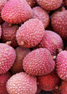 Large nursery pot of Sow Exotic Lychee 'Sweetheart' tropical fruit tree with lush green foliage and healthy branches.