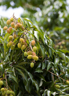 Large nursery pot of Sow Exotic Lychee 'Sweetheart' tropical fruit tree with lush green foliage and healthy branches.