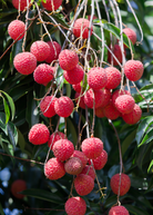 Large nursery pot of Sow Exotic Lychee 'Sweetheart' tropical fruit tree with lush green foliage and healthy branches.