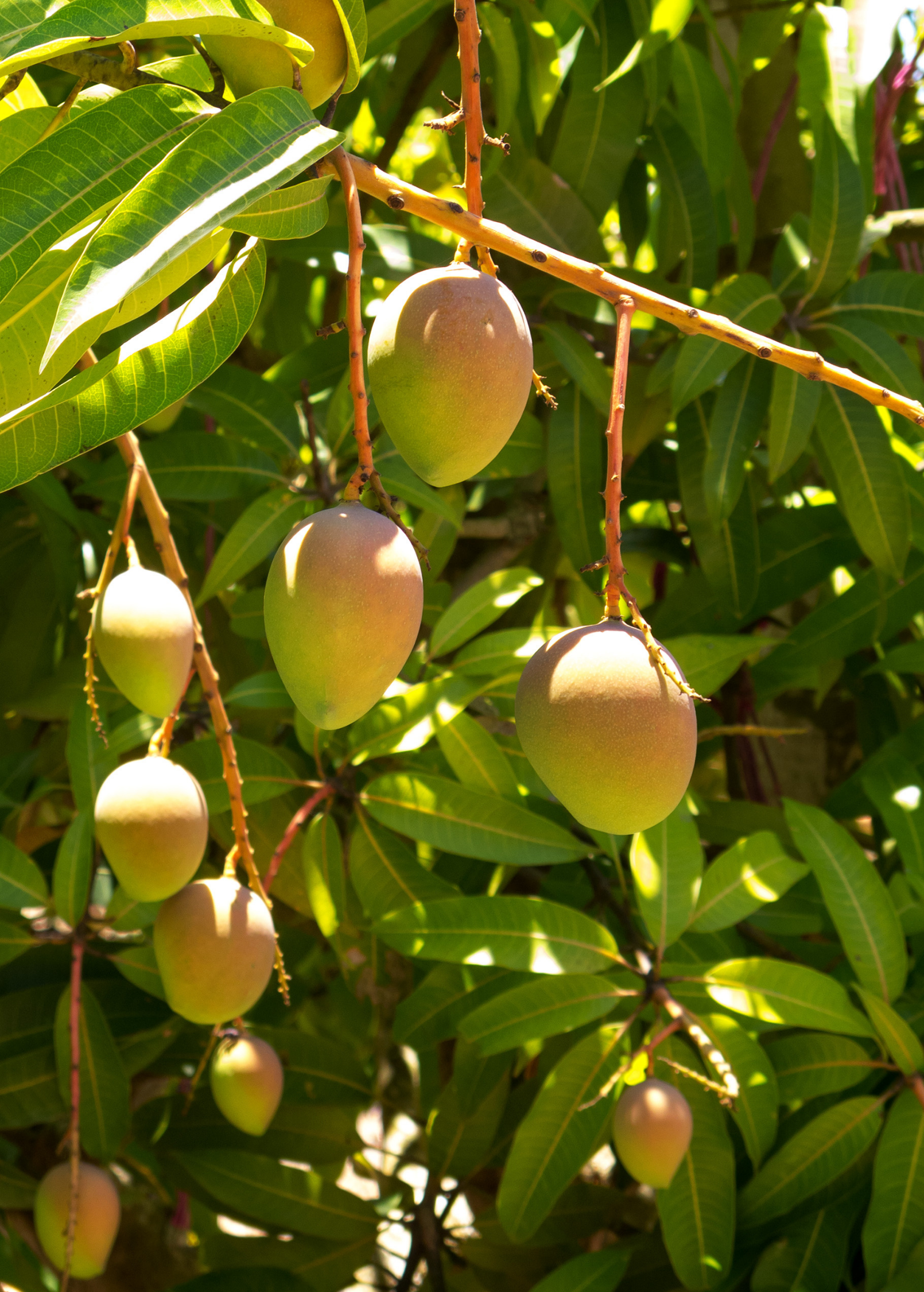 Large nursery pot of Sow Exotic Mango 'Carrie' tropical fruit tree with lush green foliage, ready for planting.