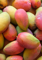 Large nursery pot of Sow Exotic Mango 'Cogshall' tropical fruit tree with lush green foliage in a nursery setting.