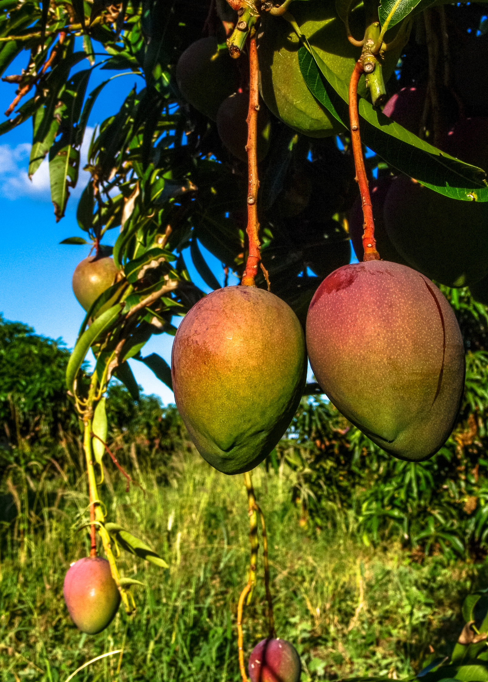 Large nursery pot of Sow Exotic Mango 'Glenn' tropical fruit tree with lush green foliage in a garden setting.