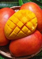 Large nursery pot of Sow Exotic Mango Haden tropical fruit tree with lush green foliage and healthy branches.
