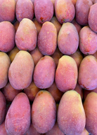 Large Sow Exotic Mango 'Irwin' tropical fruit tree in nursery pot, Mangifera indica with lush green foliage.