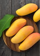 Large nursery pot of Sow Exotic Mango 'Mahachanok' tropical fruit tree with lush green foliage and healthy branches.