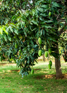 Large nursery pot of Sow Exotic Mango 'Miracle' aka 'Choc-anon' tropical fruit tree with lush green leaves.