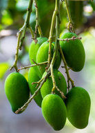Large nursery pot with Mango 'Miracle' aka 'Choc-anon' tropical fruit tree from Sow Exotic, showing lush green foliage.