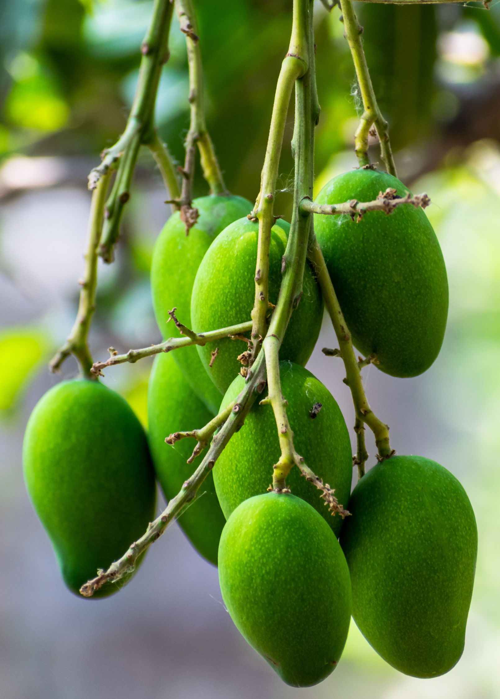 Large nursery pot with Mango 'Miracle' aka 'Choc-anon' tropical fruit tree from Sow Exotic, showing lush green foliage.